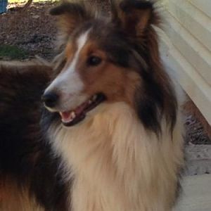 Sadie's Ocean Breeze of Providence Ridge at 8 months old