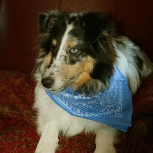 d39- My sister's sheltie, Duke