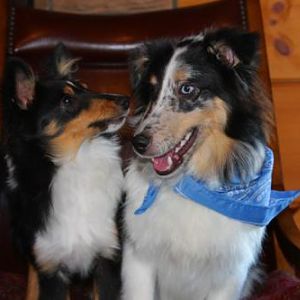 d41-Buddy and Duke