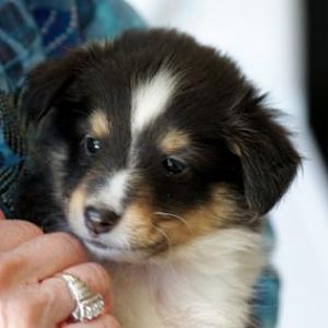 buddy1-5 weeks old