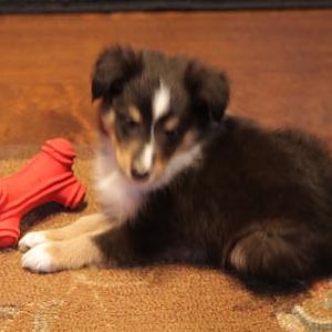 7 weeks old