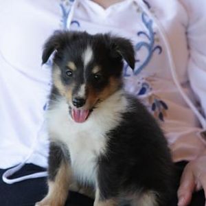 buddy's first day home