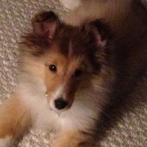 Cooper 12 weeks