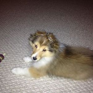 Cooper 12 weeks