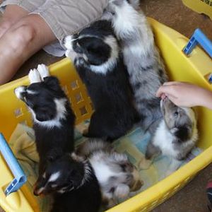 Buddy and litter mates