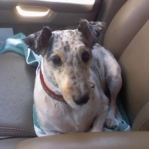 "A Shaved Sheltie"   This is my sweet Ashley long before I got here-her previous owner couldn't brush her out & had her shaved instead!