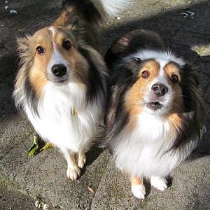 Our agility guy Bentley (NVSR, 2009) and Murphy sit at my feet waiting patiently for a treat.