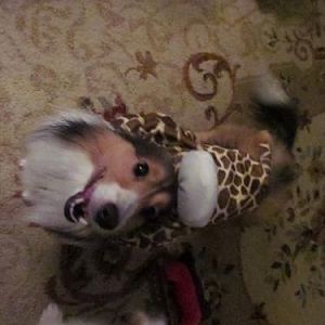 Our newest member Hannah banana is thrilled that Sassy's old Halloween costume fits her to a T!