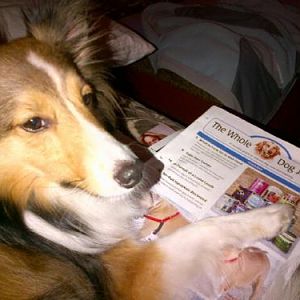 Bentley (NVSR, 2009) likes to steal my new Whole Dog Journal publications. Sneaky dog.