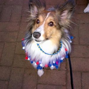 Bentley proudly sported his new red, white and blue collar at the Northern Chesapeake Sheltie Rescue fundraiser in downtown Annapolis, MD in June 2012