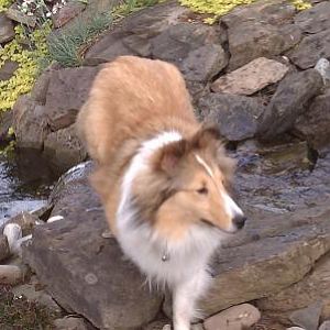 Piper