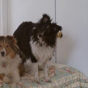 Piper & Logan (Tri)