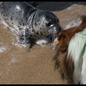 We found a baby seal!