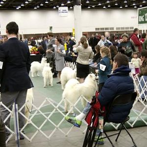 Samoyeds