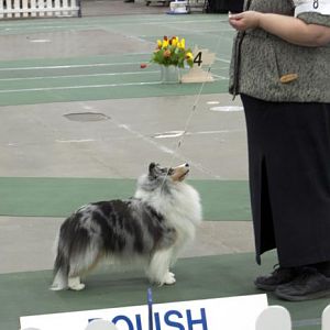My favorite sheltie of the show:
Waltersway All About Me
Breed by Therese Walters & Shelia Ellis; Owned by Therese Walters & Sandra Stanfill.
