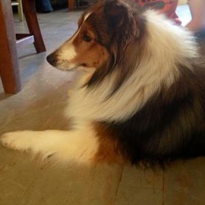 Sadie