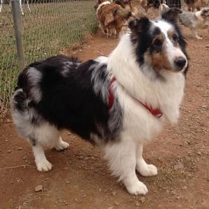 My Loch-Mere's Isadorable "Dora" 2 years old