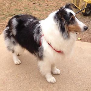 My Loch-Mere's Isadorable. "Dora". 2 years old