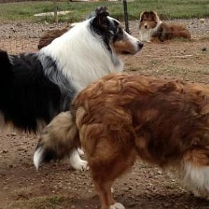 Dora and Summer (puppy xpen in background)