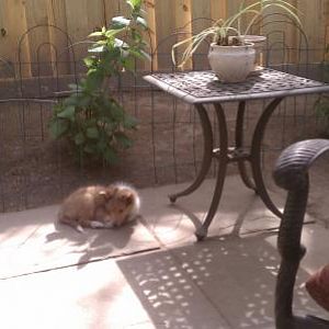 A well deserved nap on the patio