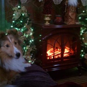 Piper's 3rd Christmas