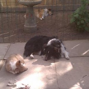 Mom made us clean the yard