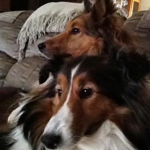 Media 'our babies' in album 'rwburns shelties'
