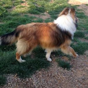 Homer at 7 months old