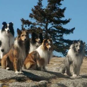 with Sheltie friends