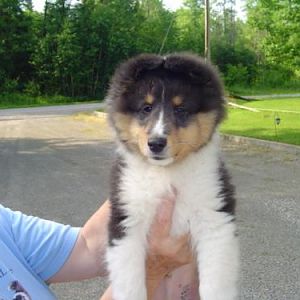 Indy Cruz SueAnn Pup 002   Doesn't he look silly with his round head?