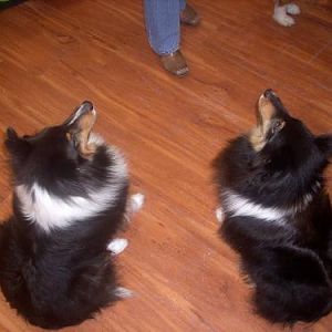 Indy is the one with white stripe....otherwise these are two peas in a pod