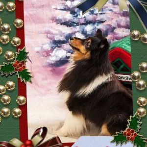 Treesa's Xmas photo..sitting pretty