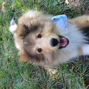 Baby Laddie - 17 weeks