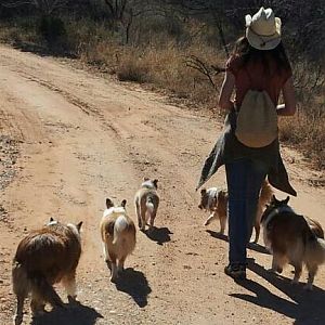 Sheltie Trails

(L to R) F-kap, Dixie, Ida, Sarah, and Jody (I'm the "non fluffy" one :P)