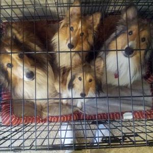 Look, we'er cute! Now let us out!