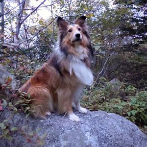 Fall suits Toffee