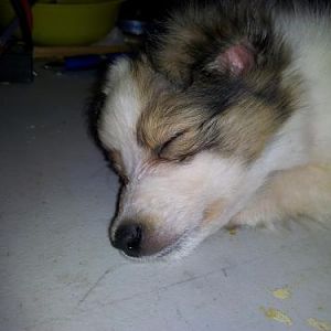 Dixie asleep on the work bench at 9 weeks old