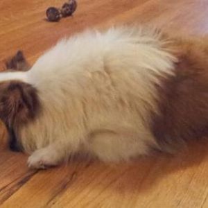 She was so exhausted all the time, you can see from just her tangled fur they didn't take care of her at all.