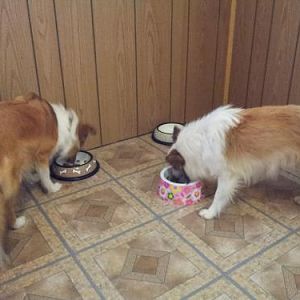 Day two: she finally ate something other than treats!
(L to R) Sarah and Dixie