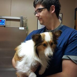 Dixie leaving for surgery