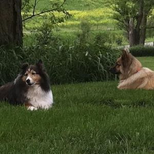 Relaxing in the shade.