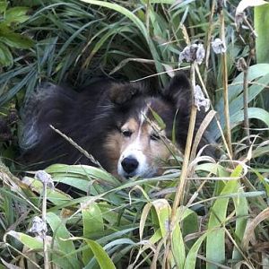 Looking for a cool place to rest.