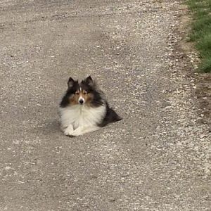 It's so windy, my ears stand straight up!