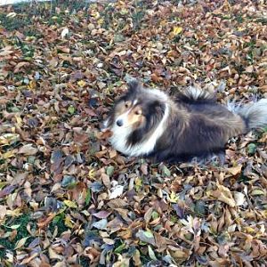 Autumn leaves.  Somebody's too lazy to rake.