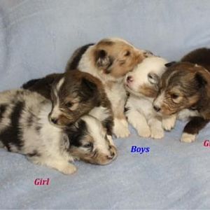 Middle pup.....