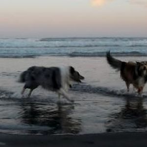 and more wave herding