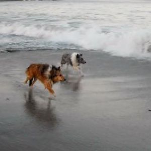 wave herding