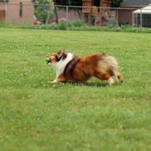 Snatched on the hop