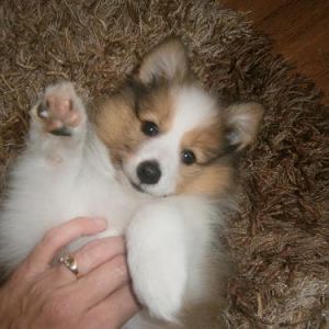 Little Pepper, waving.