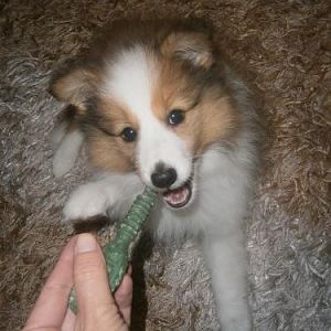 Pepper 8 weeks